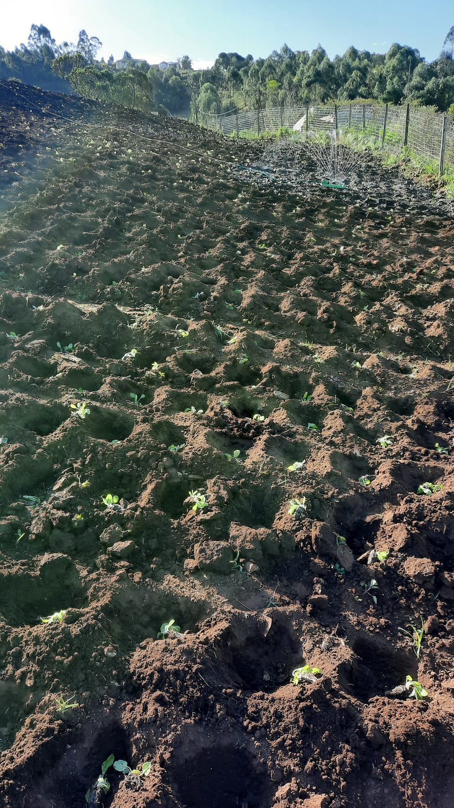Freshly cultivated vegetable field with drip and sprinkler irrigation infrastructure on the Ncwasmende farm