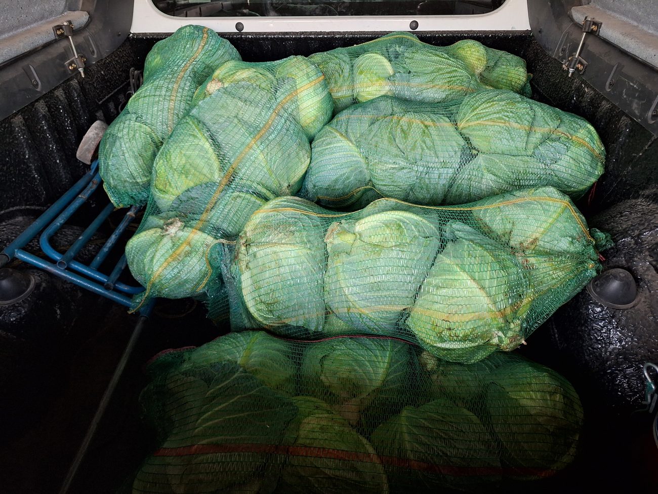Bagged cabbage loaded into a bakkie for distribution to market