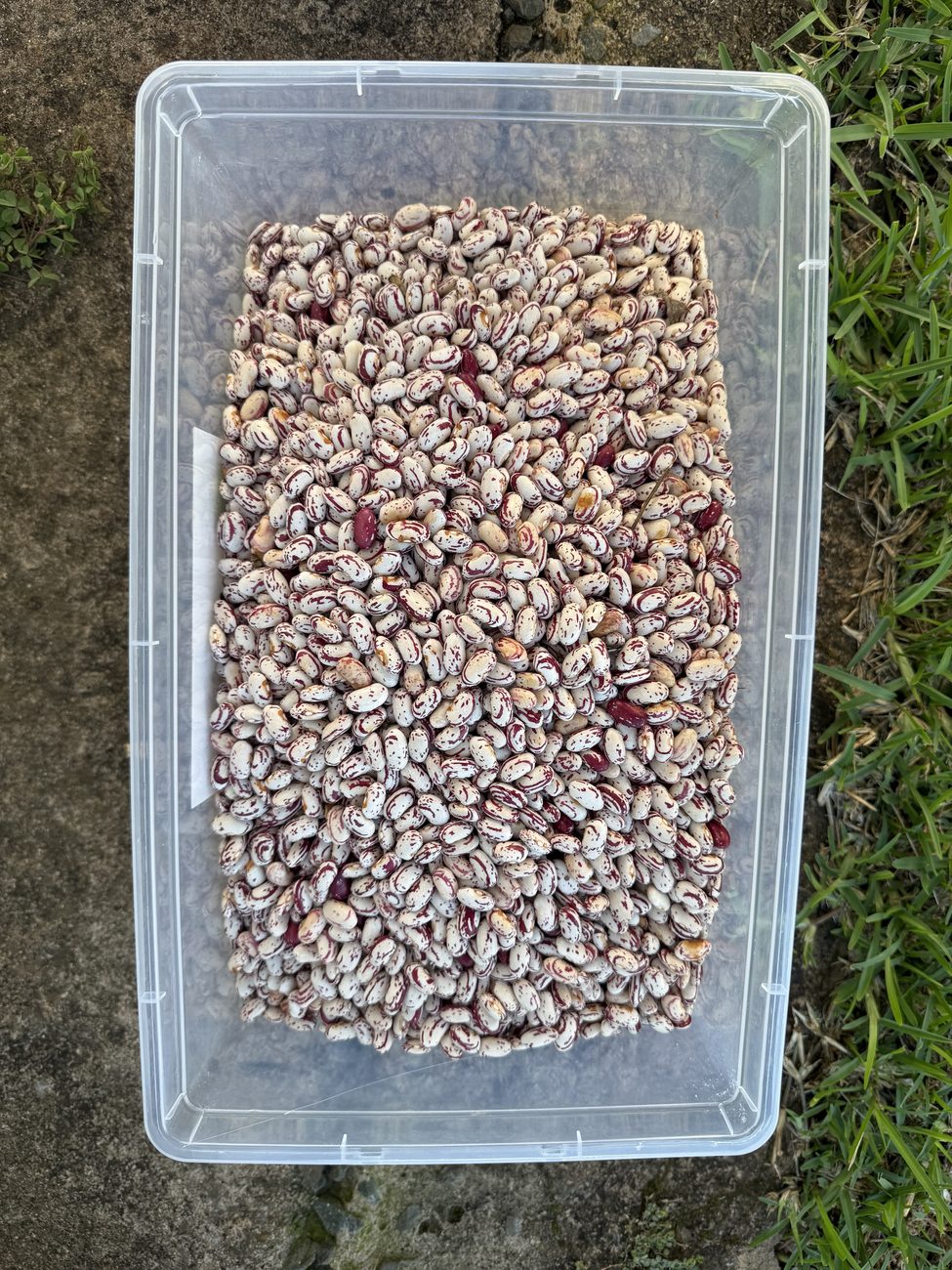 Dry beans laid out in a container for quality grading