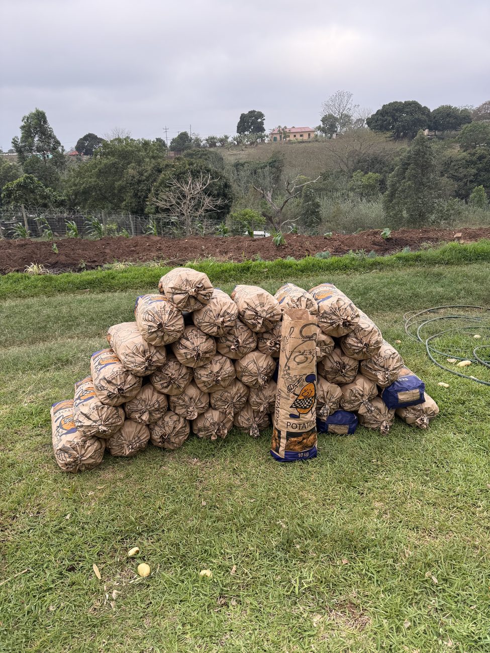 Large stack of bagged potatoes in 10kg sacks ready for storage and delivery