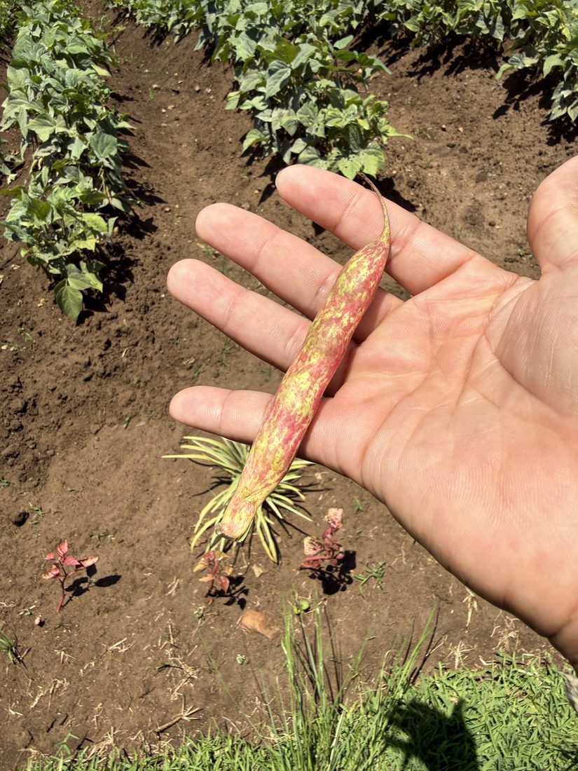A hand holding a ripe bean pod grown in the field