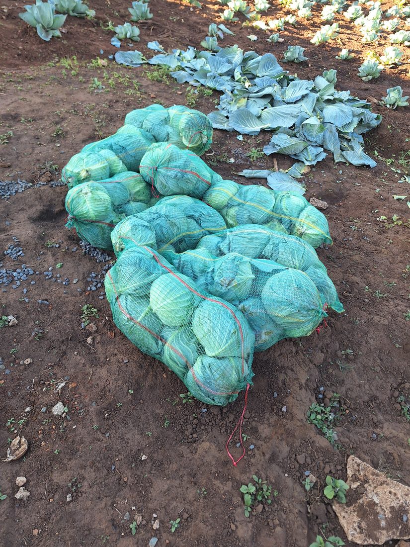 Freshly harvested cabbage heads bagged in mesh sacks in the field