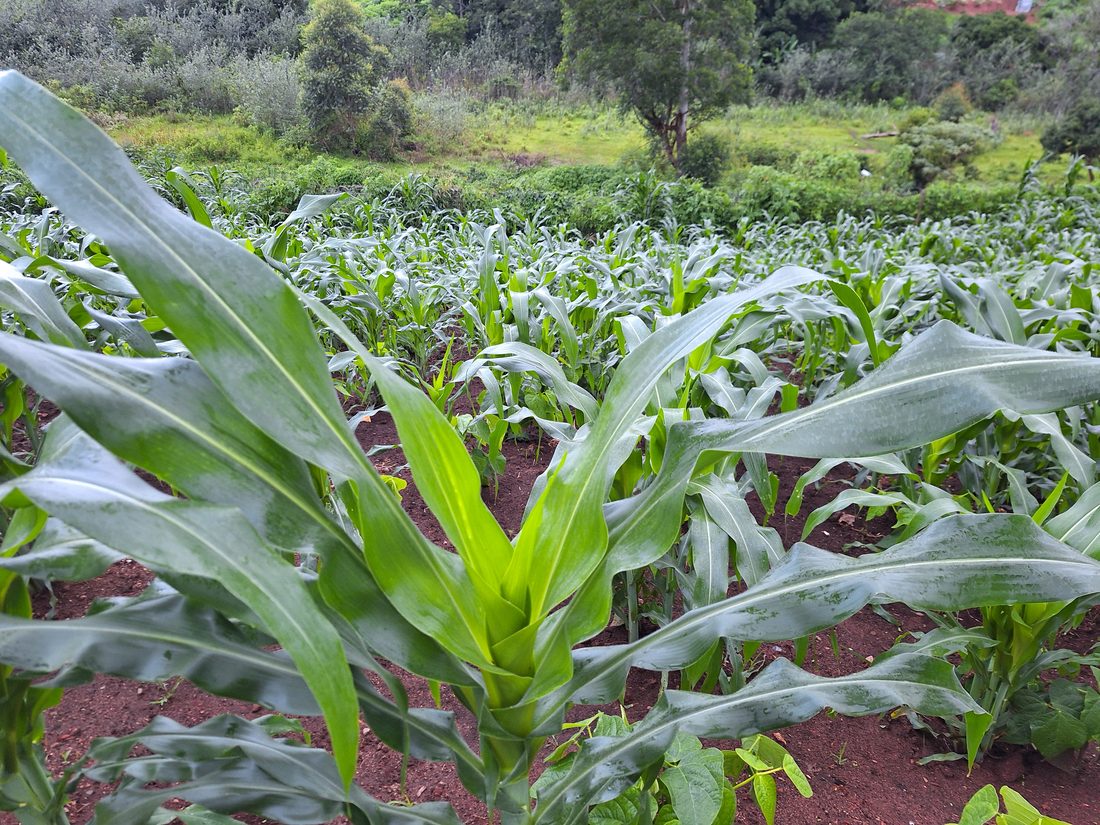 Close-up of green mealie (maize) plants in the field