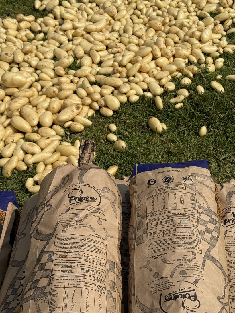 Freshly lifted potatoes alongside branded 10kg packaging bags