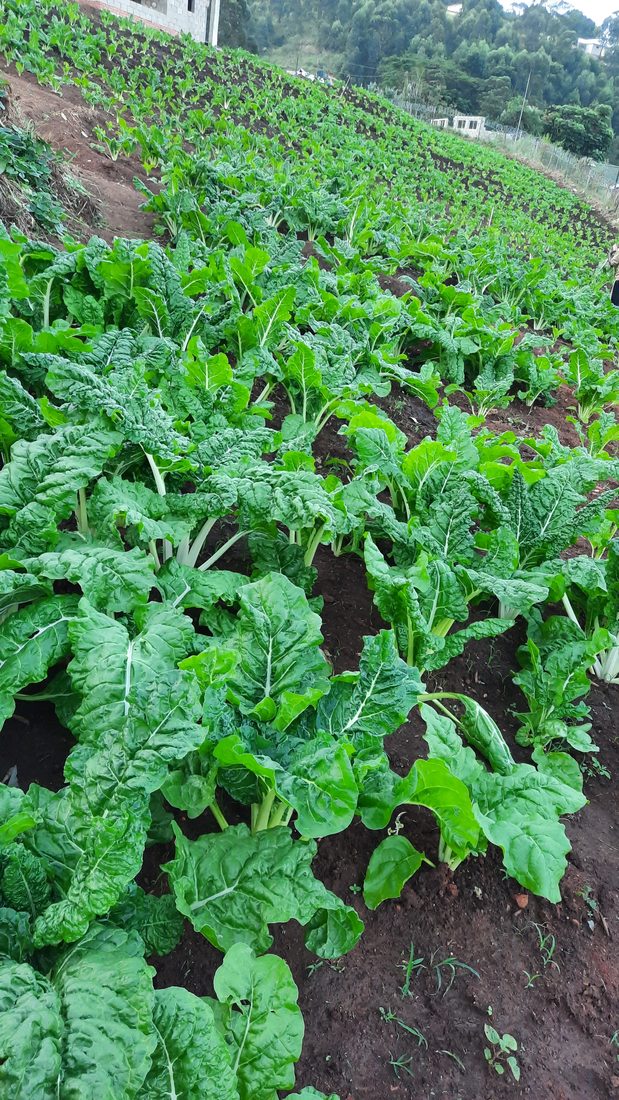Rows of fresh, dark-green spinach growing in the field